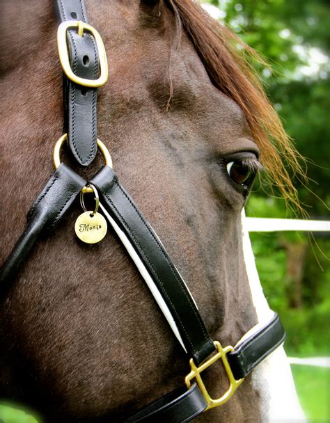 Tag: Horse .
